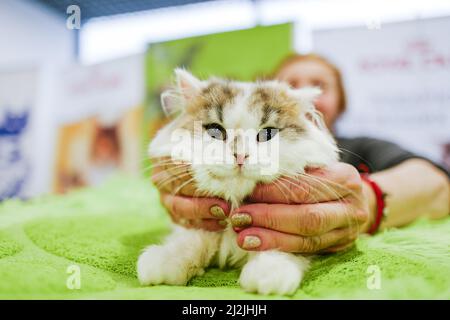 Moscou, Russie. 2nd avril 2022. Un chat est vu lors d'une exposition de chat à Moscou, Russie, le 2 avril 2022. Plus de 300 chats de plus de 25 races ont participé à ce spectacle. Crédit: Bai Xueqi/Xinhua/Alay Live News Banque D'Images