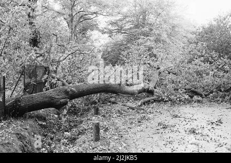 La grande tempête octobre 1987. Nos photos . . . Dégâts causés par la tempête Wentworth, Surrey, Angleterre, 16th octobre 1987. La grande tempête de 1987 a eu lieu dans la nuit des 15th et 16th octobre 1987. Un système météorologique exceptionnellement fort a causé des vents qui ont frappé une grande partie du sud de l'Angleterre et du nord de la France. C'était la pire tempête à avoir frappé l'Angleterre depuis la Grande tempête de 1703. Les dégâts ont été estimés à 7,3 milliards de livres au Royaume-Uni et à 23 milliards de francs en France. Banque D'Images