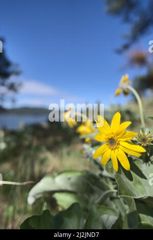 Image macro d'un groupe de plantes balsamroot à feuilles de végétation sauvage sur une colline près du lac coeur d'Alene en Idaho. Banque D'Images