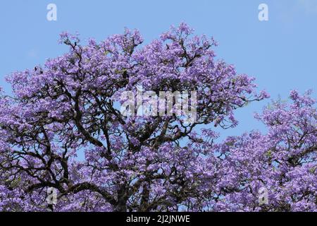 Cime de bois de rose (Jacaranda mimosifolia) à Marangu, Tanzanie Banque D'Images