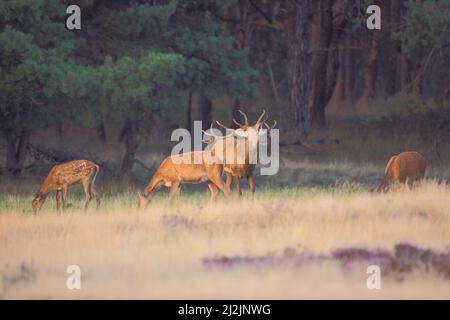 Cerf rouge pendant la rout (Cervus elaphus) dans le Hoge Veluwe, aux pays-Bas Banque D'Images