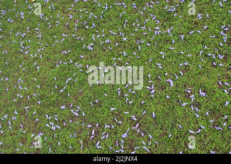 Raseb avec des fleurs de bois de rose (Jacaranda mimosifolia) à Marangu, Tanzanie Banque D'Images