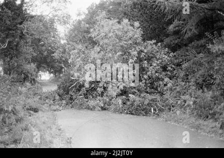 La grande tempête octobre 1987. Nos photos . . . Dégâts causés par la tempête Chieveley, Berkshire, Angleterre, 16th octobre 1987. La grande tempête de 1987 a eu lieu dans la nuit des 15th et 16th octobre 1987. Un système météorologique exceptionnellement fort a causé des vents qui ont frappé une grande partie du sud de l'Angleterre et du nord de la France. C'était la pire tempête à avoir frappé l'Angleterre depuis la Grande tempête de 1703. Les dégâts ont été estimés à 7,3 milliards de livres au Royaume-Uni et à 23 milliards de francs en France. Banque D'Images