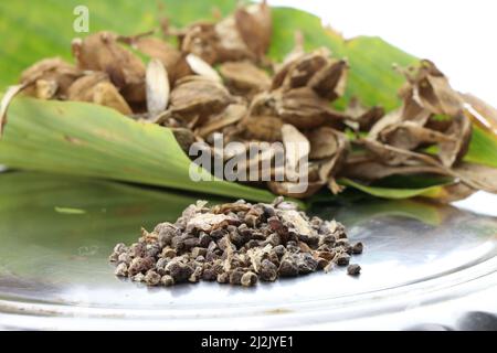 Graines de cardamome après avoir été enlevé de sa gousse, la cardamome est utilisée dans les aliments et dans les médicaments Banque D'Images