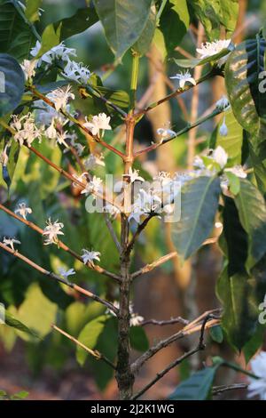 Fleurs d'arabica fleuries sur une plantation de café avec lumière naturelle du soir Banque D'Images