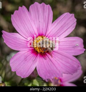 Gros plan d'une abeille commune perchée sur une fleur de cosmos à la fin de l'été Banque D'Images