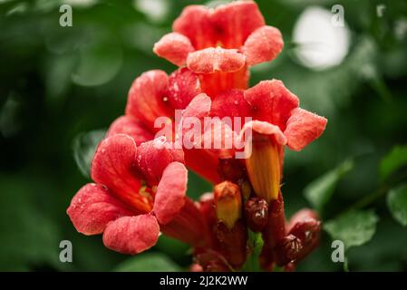 Belles fleurs rouges de la trompette ou de la trompette rampante Campsis radicans. Branches de la trompette chinoise Creeper Banque D'Images