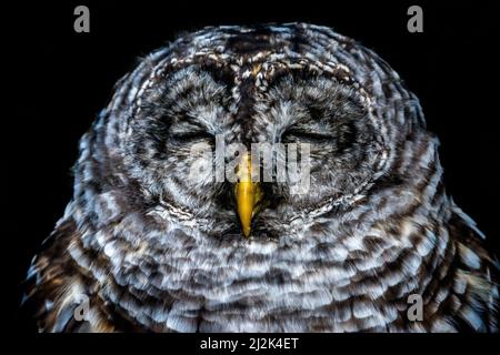 Gros plan d'une chouette barrée à yeux fermés, Colombie-Britannique, Canada Banque D'Images