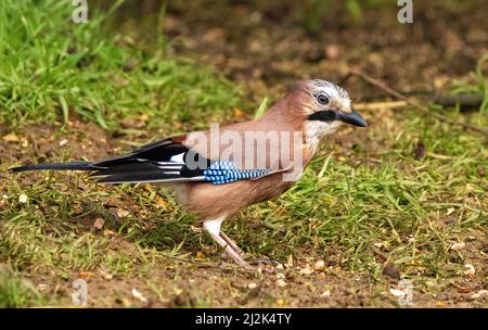 Un gros plan de l'oiseau coloré avec des ailes bleues jay eurasien ou Garrulus glandarius Banque D'Images