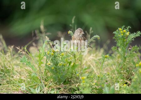 Femme de Linnet perchée sur une branche en gros plan en été Banque D'Images