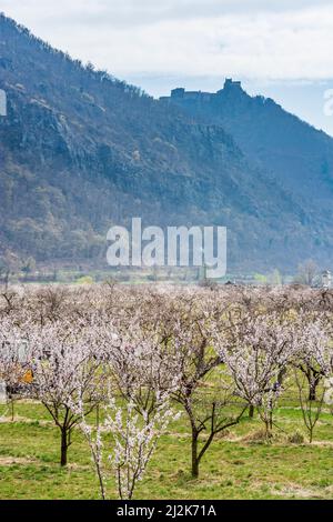 Willendorf in der Wachau: Fleurs Marille (abricot) arbres fleurir, Marillenblüte, Château d'Aggstein à Wachau, Niederösterreich, Basse-Autriche, Tan Banque D'Images