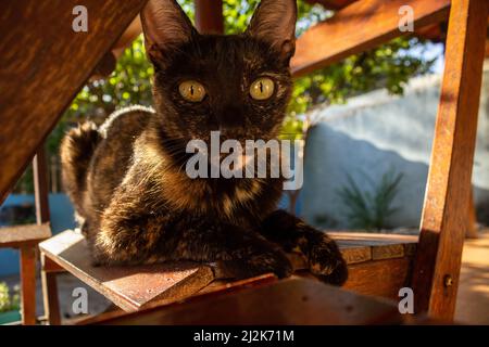 Goias, Brésil – 02 avril 2022 : un chat carey allongé sur une chaise en bois, photographié sous la table. Banque D'Images