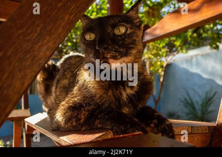 Goias, Brésil – 02 avril 2022 : un chat carey allongé sur une chaise en bois, photographié sous la table. Banque D'Images