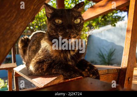 Goias, Brésil – 02 avril 2022 : un chat carey allongé sur une chaise en bois, photographié sous la table. Banque D'Images