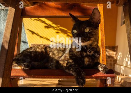 Goias, Brésil – 02 avril 2022 : un chat carey allongé sur une chaise en bois, photographié sous la table. Banque D'Images