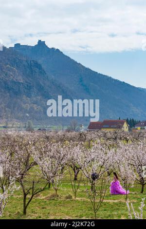 Willendorf in der Wachau: Floraison Marille (abricot) arbres fleurir, Marillenblüte, Château d'Aggstein, femme pour la photo à Wachau, Niederösterre Banque D'Images