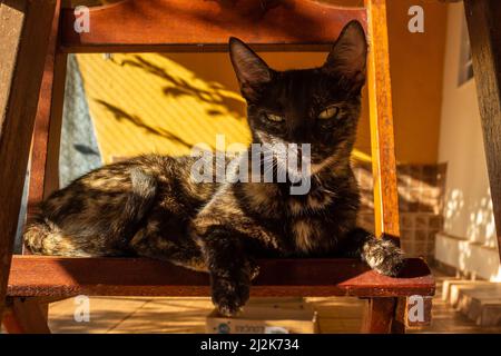 Goias, Brésil – 02 avril 2022 : un chat carey allongé sur une chaise en bois, photographié sous la table. Banque D'Images