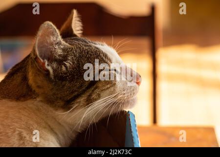 Goias, Brésil – 02 avril 2022 : gros plan sur le visage d'un chat qui dort à l'intérieur d'une boîte en carton. Banque D'Images