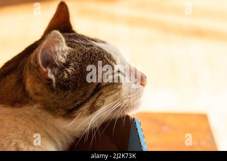 Goias, Brésil – 02 avril 2022 : gros plan sur le visage d'un chat qui dort à l'intérieur d'une boîte en carton. Banque D'Images