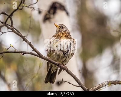 Fieldbird est assis sur une branche au printemps avec un arrière-plan flou. Champ, Turdus pilaris. Banque D'Images