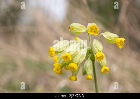 Gros plan de fleurs de coucou jaunes avec espace pour le texte Banque D'Images