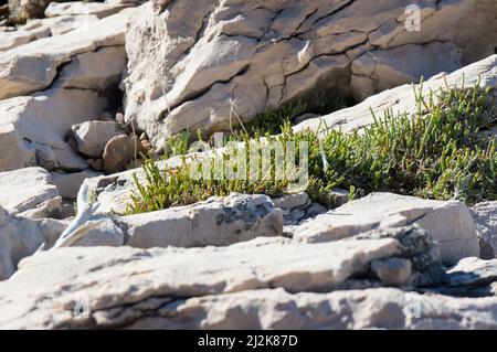 Plante de glassmotte commune, Salicornia europaea, plante côtière comestible avec des feuilles aromatiques vertes, poussant sur la roche par la mer Adriatique, Croatie Banque D'Images