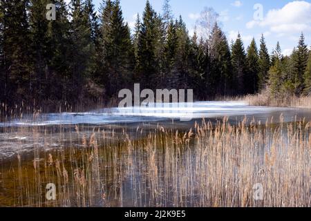 Réserve naturelle de Čužu mire au printemps, Courland, Lettonie Banque D'Images