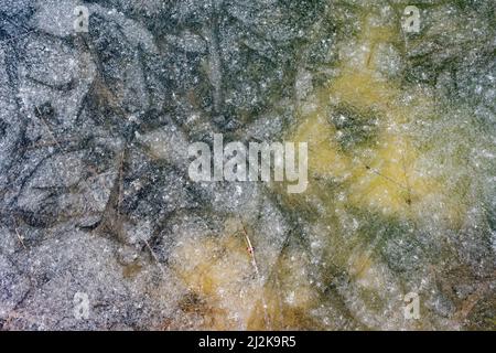 Géométrie de la surface de glace dans les eaux marécageuses, bassins d'eau au printemps, Réserve naturelle Čužu mire, Courland, Lettonie Banque D'Images