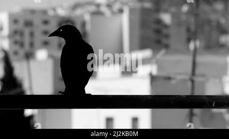 Noir corbeau sur une tige noire dans la ville de Tétouan au Maroc Banque D'Images