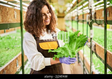 Joyeuse gardenier femelle tenant de la laitue végétale verte. Jeune femme en gants de jardin debout dans l'allée entre les étagères avec des semis en serre. Banque D'Images