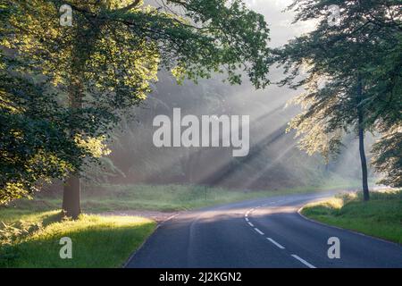 Lever de soleil tôt le matin, la lumière filtre à travers la brume et les arbres à la fin de l'été, début de l'automne, sur Cannock Chase en septembre Banque D'Images