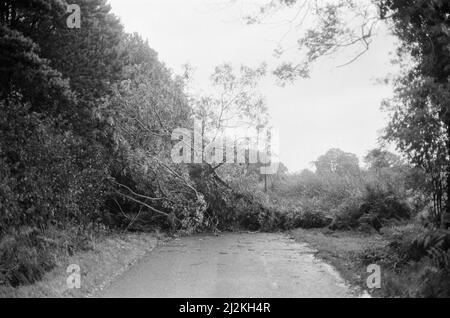 La grande tempête octobre 1987. Nos photos . . . Dégâts causés par la tempête Chieveley, Berkshire, Angleterre, 16th octobre 1987. La grande tempête de 1987 a eu lieu dans la nuit des 15th et 16th octobre 1987. Un système météorologique exceptionnellement fort a causé des vents qui ont frappé une grande partie du sud de l'Angleterre et du nord de la France. C'était la pire tempête à avoir frappé l'Angleterre depuis la Grande tempête de 1703. Les dégâts ont été estimés à 7,3 milliards de livres au Royaume-Uni et à 23 milliards de francs en France. Banque D'Images