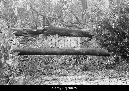 La grande tempête octobre 1987. Nos photos . . . Dégâts causés par la tempête Wentworth, Surrey, Angleterre, 16th octobre 1987. La grande tempête de 1987 a eu lieu dans la nuit des 15th et 16th octobre 1987. Un système météorologique exceptionnellement fort a causé des vents qui ont frappé une grande partie du sud de l'Angleterre et du nord de la France. C'était la pire tempête à avoir frappé l'Angleterre depuis la Grande tempête de 1703. Les dégâts ont été estimés à 7,3 milliards de livres au Royaume-Uni et à 23 milliards de francs en France. Banque D'Images