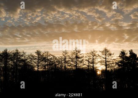 Ciel magnifique au lever du soleil au-dessus de Castle Ring Cannock Chase Area AONB une région de beauté naturelle exceptionnelle à la fin de l'été Staffordshire Banque D'Images