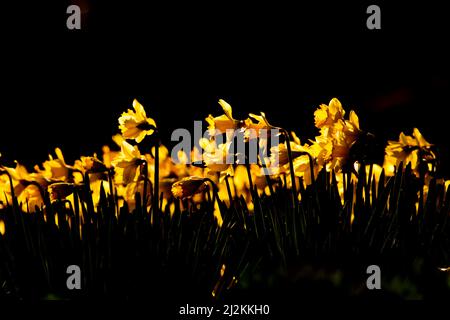 Un bouquet de jonquilles sauvages (narcisse) à fond noir, pris dans le parc Hampden, Sussex, Royaume-Uni, printemps 2022. Banque D'Images