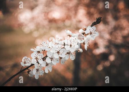 Castelvetro di Modena, Italie. Banque D'Images