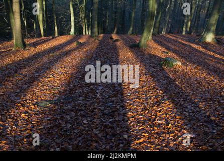 De longues ombres dans le bois moelleux de Beech avec un feuillage et une feuille magnifiques en automne sur la zone de Cannock Chase de l'exceptionnelle beauté naturelle Staffordshire Banque D'Images