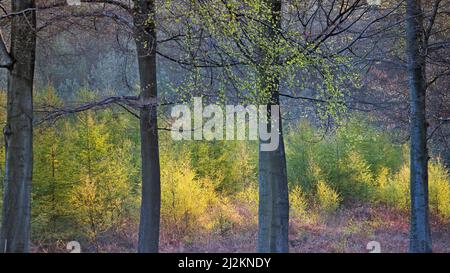 Forêt tôt le matin lumière au printemps montrant la beauté de la nature avec des motifs, la forme, et la texture frappants, la forêt de Cannock Banque D'Images