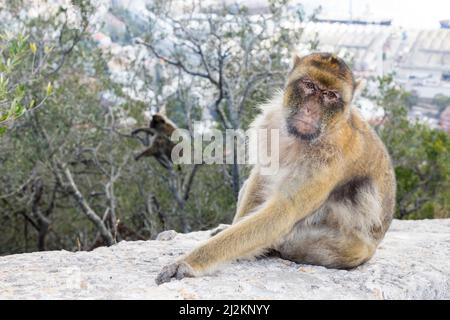 Macaque de Barbarie ou singe roc, Macaca sylvanus, Gibraltar Banque D'Images