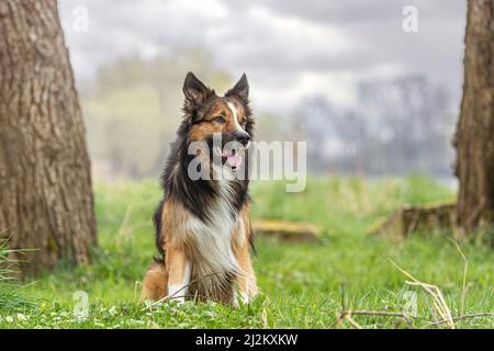 ortrait d'une frontière tricolore collie posant sur un pré à l'extérieur Banque D'Images