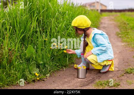 Une petite fille , s'assoit sur un chemin, recueille des pissenlits dans l'herbe, près d'une pelouse verte Banque D'Images