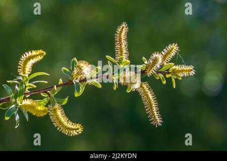 Salix alba, saule blanc à Springtime, pollen et chatons en gros plan. Banque D'Images