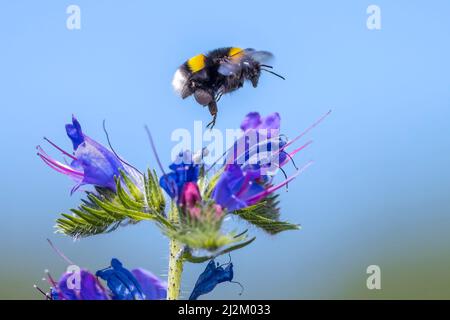 Libre de Bombus terrestris, le buff-tailed bumblebee ou gros bourdon de la terre, l'alimentation nectar de fleurs roses Banque D'Images