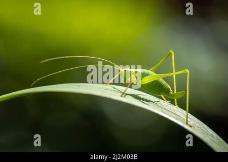 Gros plan pf un buisson-cricket tacheté, Leptophyes punctatissima Banque D'Images