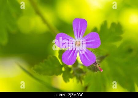 Gros plan de la fleur de Geranium robertianum, connue sous le nom d'herbe-Robert, le robin rouge, la mort vient rapidement, le géranium de renard,Bob, Scalinter-pip, pied de corbeau Banque D'Images