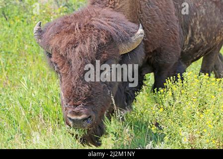 Buffalo Head - Dakota du Nord Banque D'Images