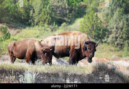 Deux bisons sur la falaise - Dakota du Nord Banque D'Images