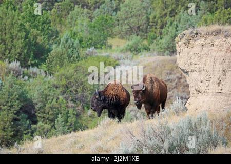 Buffalo et Cliff - Dakota du Nord Banque D'Images