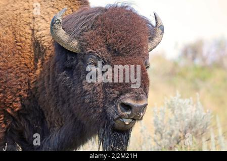 Portrait de Buffalo - Dakota du Nord Banque D'Images