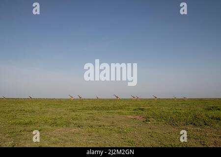 Girafe Herd on the Plains, Tanzanie Banque D'Images